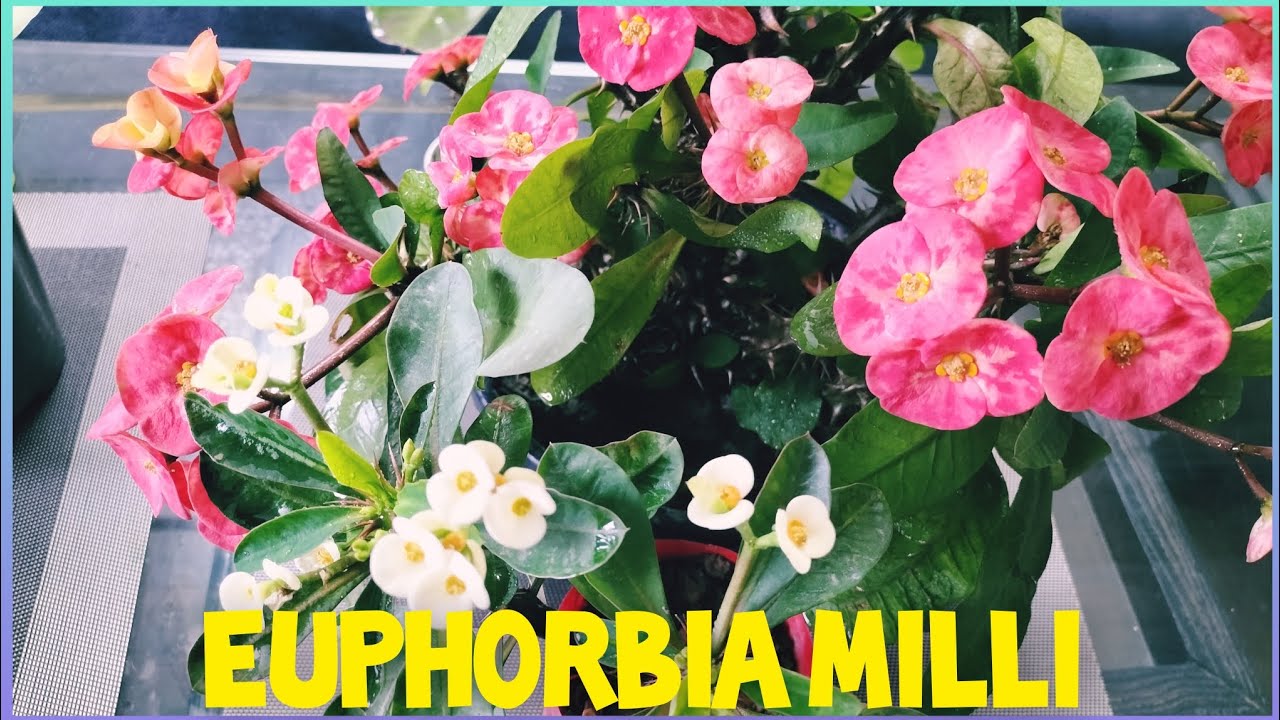 Euphorbia milli care and propagation//crown of thorns 