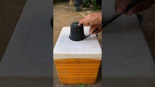 Dica de cultivo #horta #garden #hortaemcasa #hortaorganica