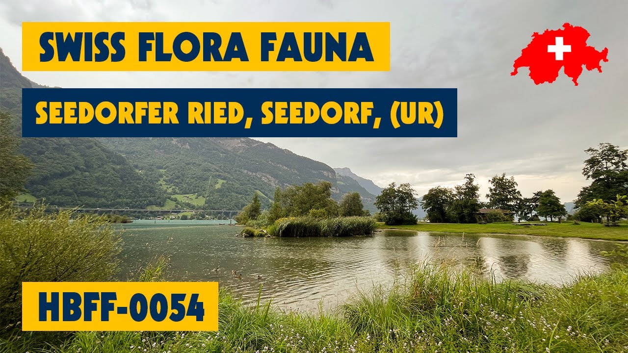 17/08/2023 - Swiss Flora Fauna - HBFF-0054 - Seedorfer Ried, Seedorf, (UR)
