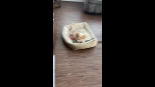 Puppy, in His Bed, Grabbing the Leash of Another Dog and Won’t Let Go