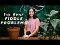 How To FIX Your Fiddle Leaf Fig's BROWN, CRISPY Leaves! (Houseplant Care)