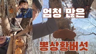 뽕상황버섯이 엄청 많네요~~