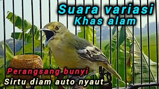 Suara sirtu gacor variasi khas alam merangsang bunyi sirtu diam auto nyaut