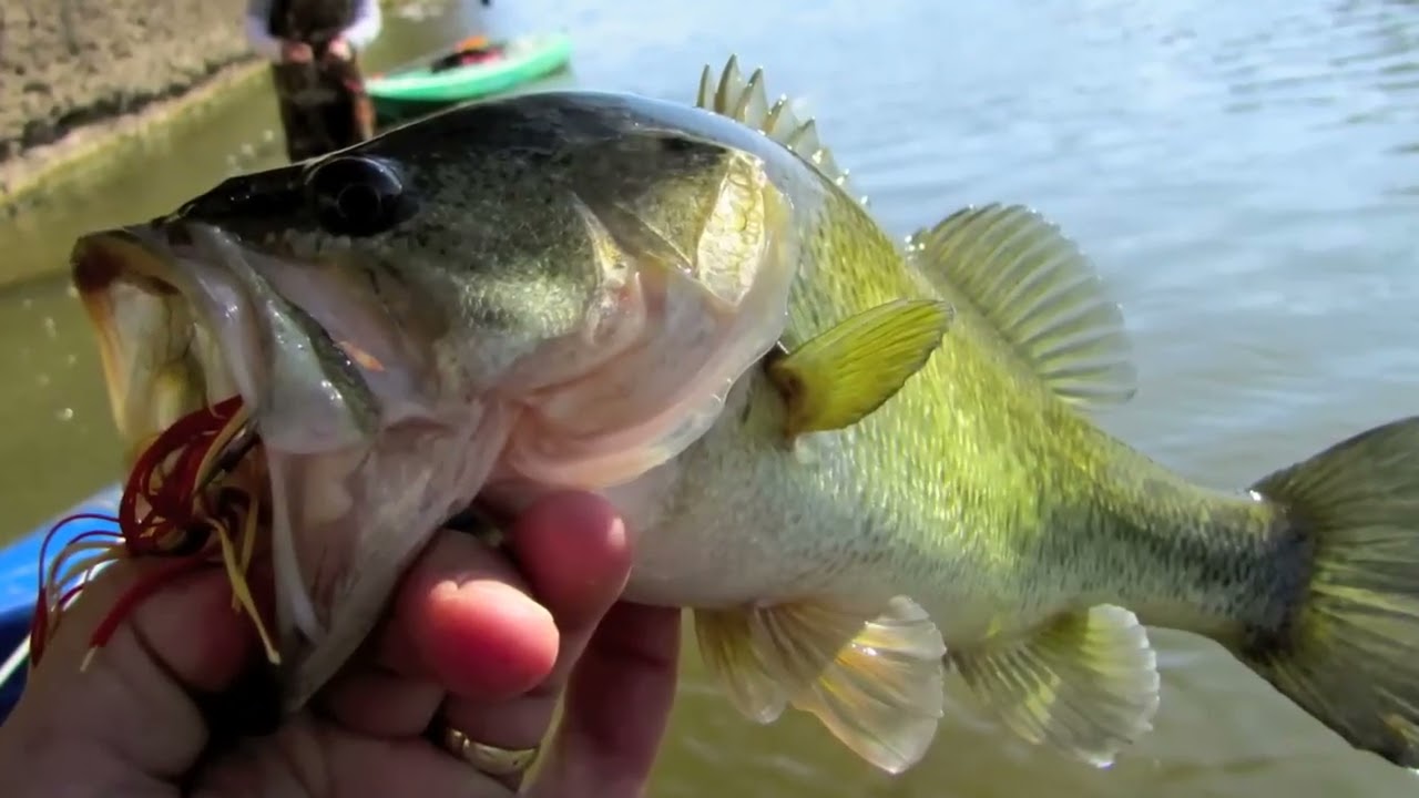 FishTales:  River Bass fishing, Return to the Brazos