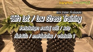 วิธีทำ Lst / Low Stress Training สำหรับต้นกัญชาสายพันธุ์ Auto #Marshydro