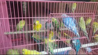 Love Bird Shirol