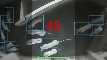 smaRt Counting - Automated pig-counting system | Système de comptage pour porcs automatisé