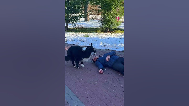 A Dog Stole Her Water to Save a Stranger’s Life #shorts