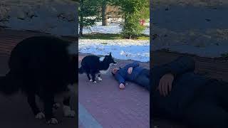 Thumbnail for A Dog Stole Her Water to Save a Stranger’s Life #shorts