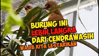 BURUNG ASLI JAWA INI LEBIH L4NGKA DARI CENDR4W4SIH DI ALAMNYA ( SELAMATKAN SEKARANG  !!)