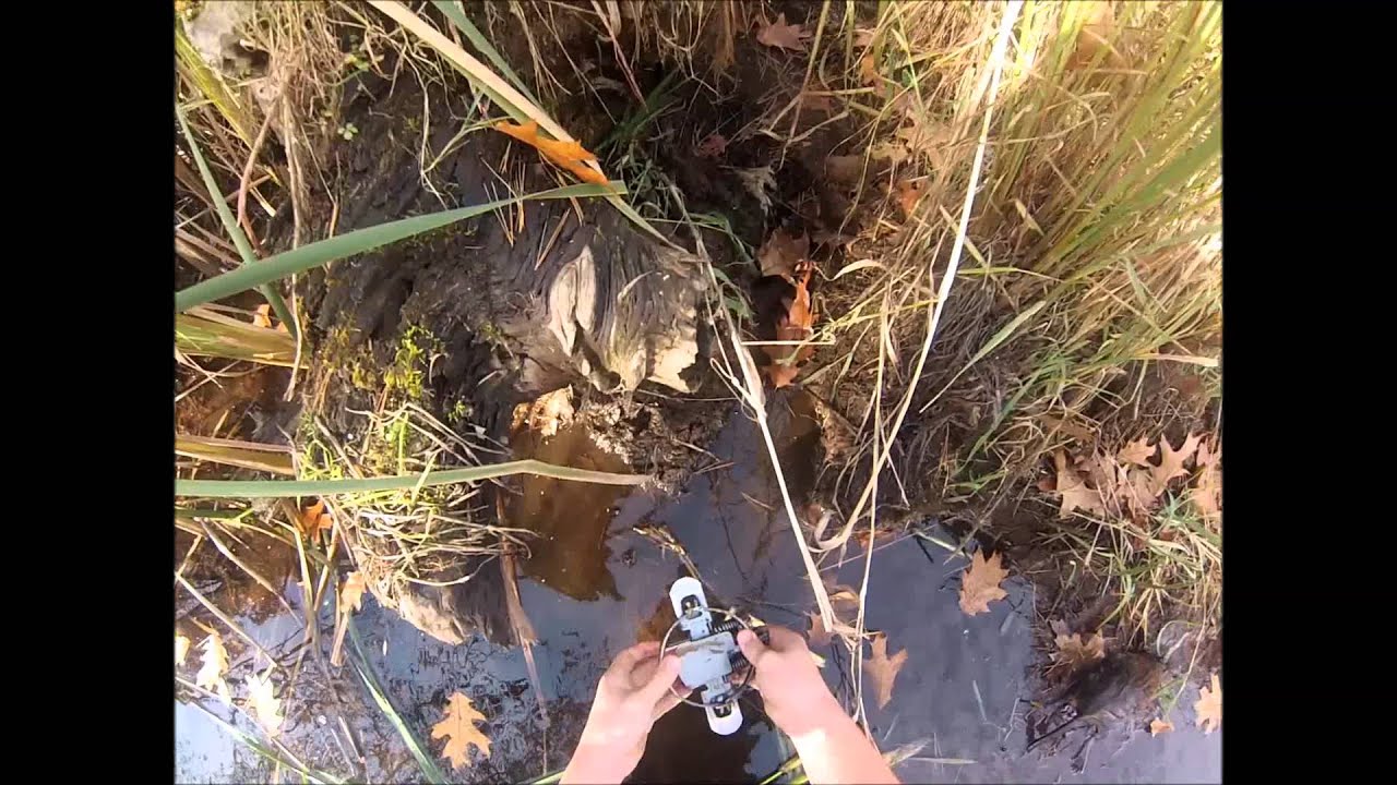 Fall Muskrat Trapping Pt. 2 YouTube