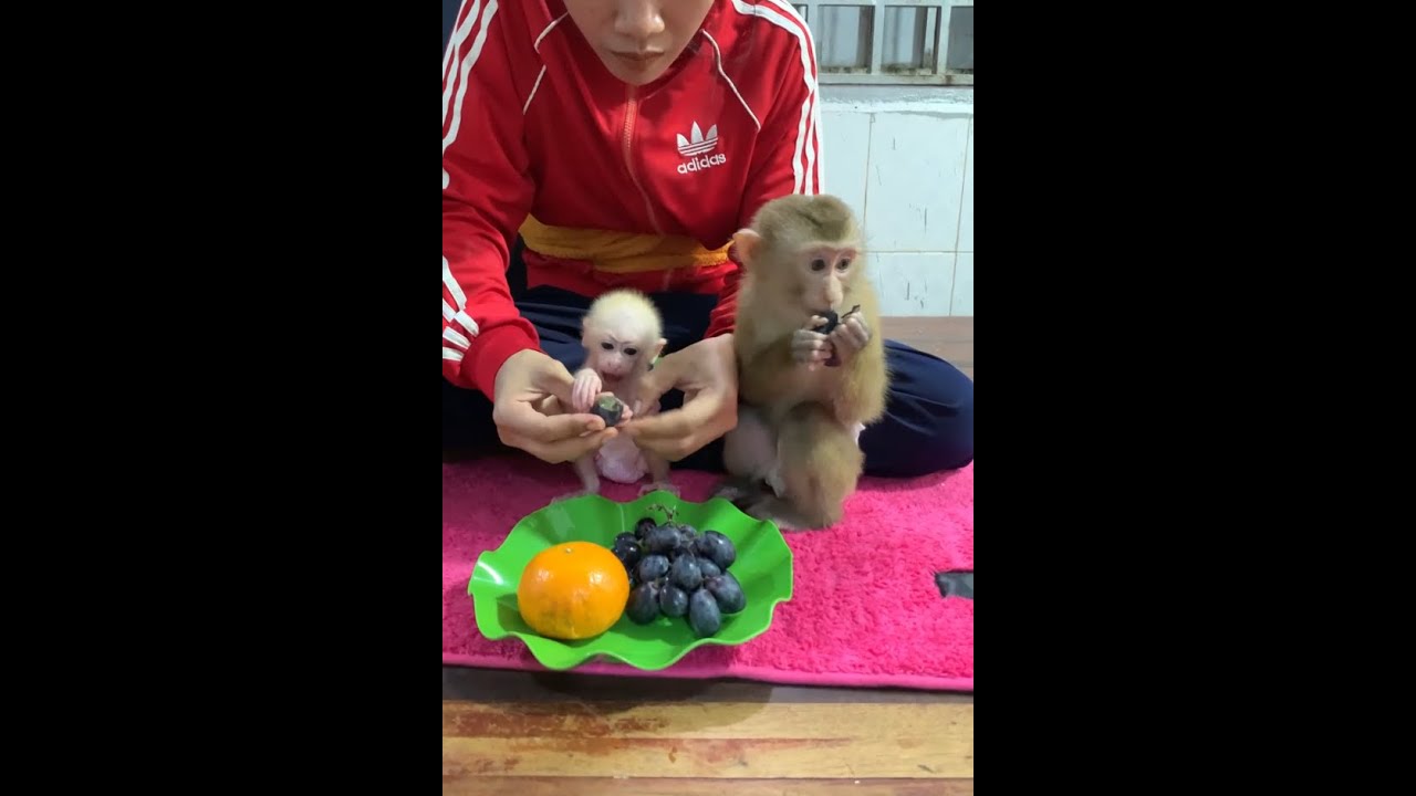 Baby Monkey’s Favorite Snack Time 🐒🍇 | Cute Grape Eating Moments