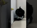 #animal #animals #cat #cute #cats