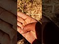 mini vlog farming life