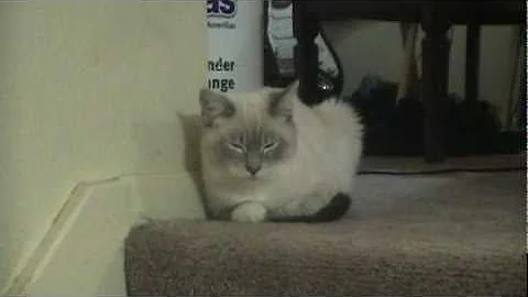 Gibson's 'Todd' nightmare - DISTURBING