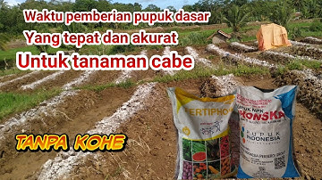 RAHASIA PUPUK DASAR UNTUK TANAMAN CABE BIAR TUMBUH SUBUR |METODE PROFESOR CABE | METODE SAHABAT TANI