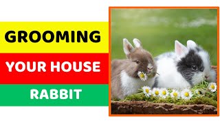 Grooming Your House Rabbit by Pet Care Tips 27 views 3 months ago 2 minutes, 22 seconds