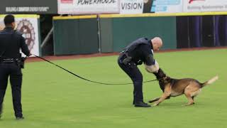 Hickory police K9 demonstrates how to take down a suspect