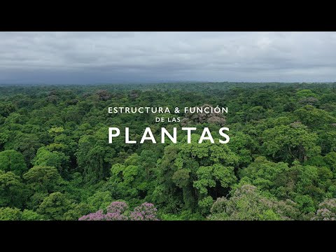 Vídeo: Cromatina En 3D: Progreso Y Perspectivas Para Las Plantas