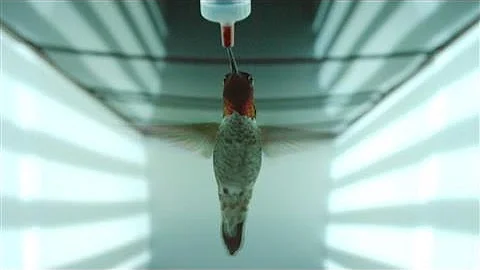 Hummingbirds Avoid High-Speed Collision With Amazing Vision