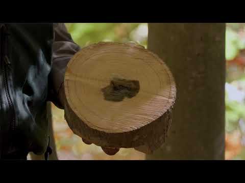 Video: Perboomroesbehandeling - Bestuur van brandroes in pere