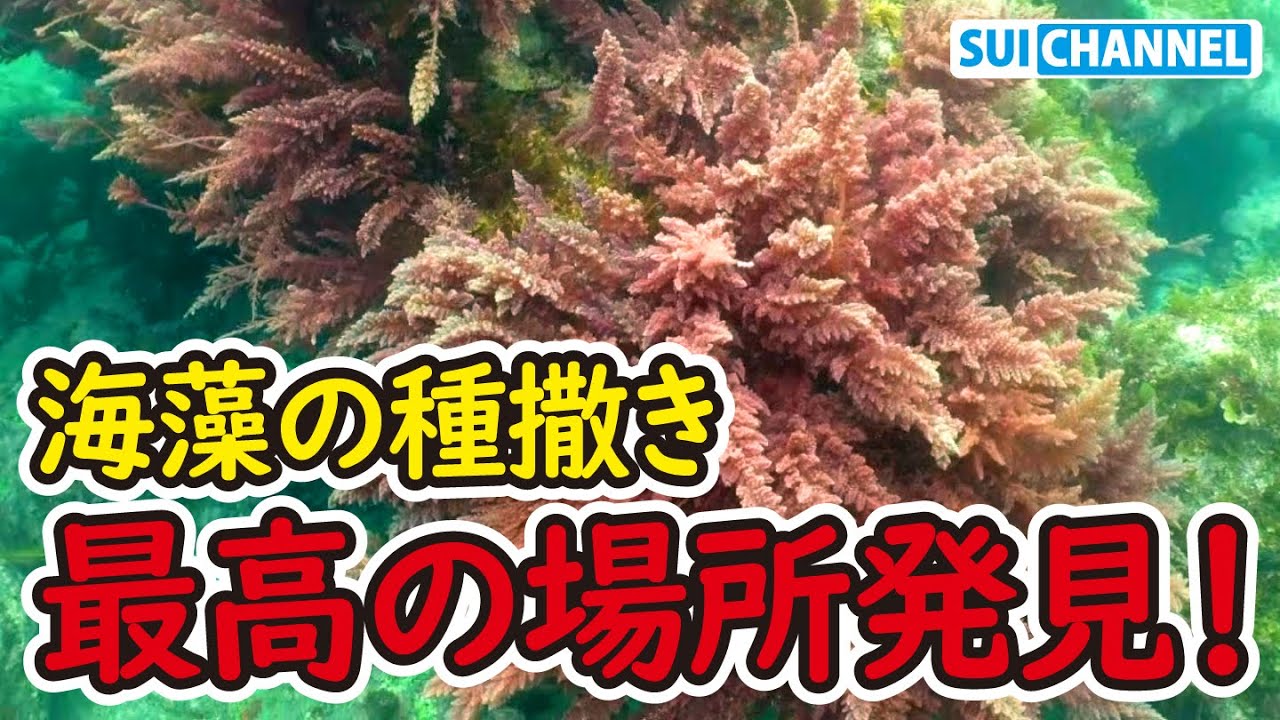 100万粒の海藻アカモクの卵を最高の場所に撒いてみた! - YouTube