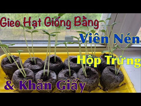 Video: Làm Thế Nào để Trồng Một Cây Phong? 19 ảnh Làm Thế Nào để Gieo Hạt Và Trồng Chúng Trên Bãi đất Trống? Trồng Cây Phong Từ Cành, Quy Tắc Trồng Cây