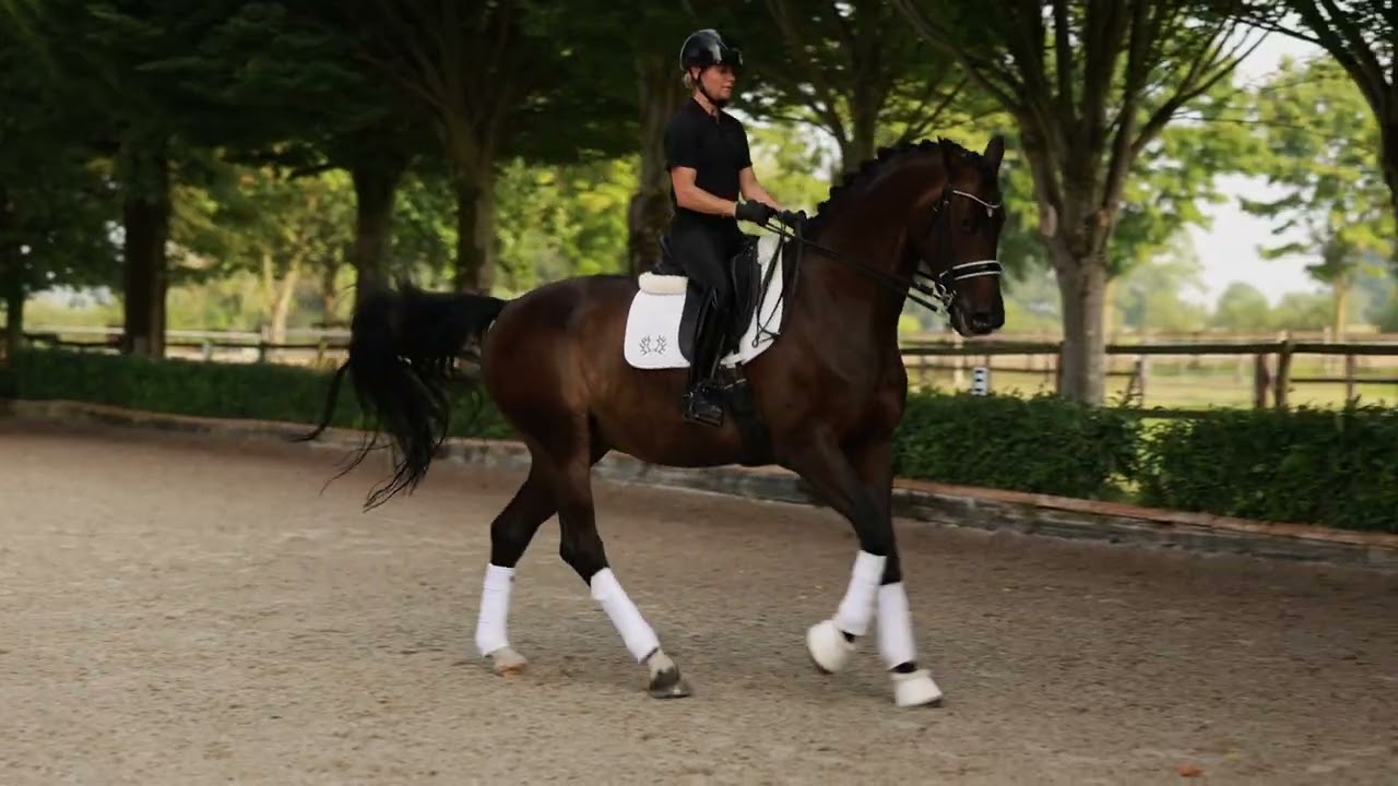 Gestüt Letter Berg, Heaven Dancer, Training Aug. 2025