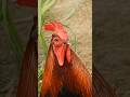 Sound Of Rooster Crowing Rooster Video Compilation рџ рџђ рџђ Animalsounds Sound Of Rooster Crowing Rooster Video Compilation рџ рџђ рџђ Animalsounds
