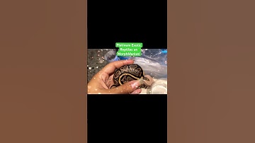 #morphmarket #snake #babies #reptiles #ballpython #newbornbabies #music #remix