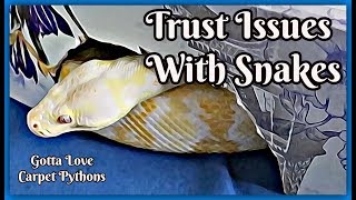 How Long??? Ask My Albino Darwin Carpet Python About Trust Wealth