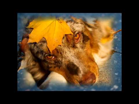 ...Очей очарованье. Настроение - осень.