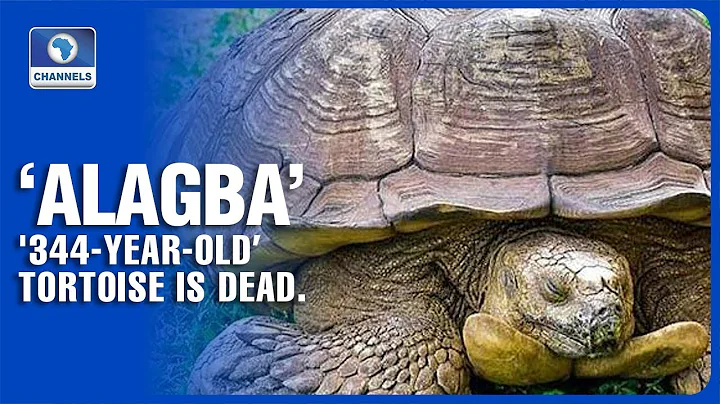 Life And Times Of 'Alagba' The Tortoise