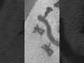 King Kong 1933 Spider Pit mit T Rex Kampf stop motion schwarz weiß
