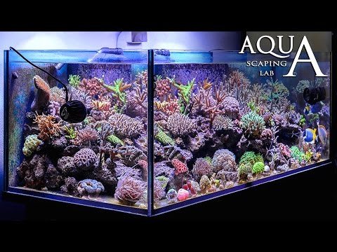 Video: Flusso Dell'acquario Di Barriera Corallina: Vantaggi E Attrezzature