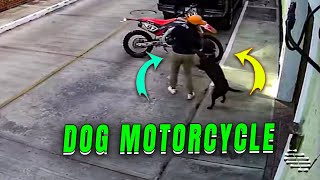 Dog Prevents Owner's Motorcycle Departure with Hair Grab