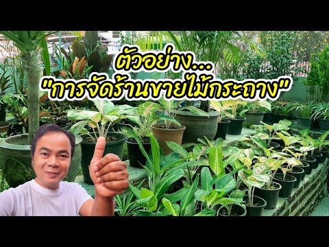 ตัวอย่างการจัดร้านไม้กระถาง