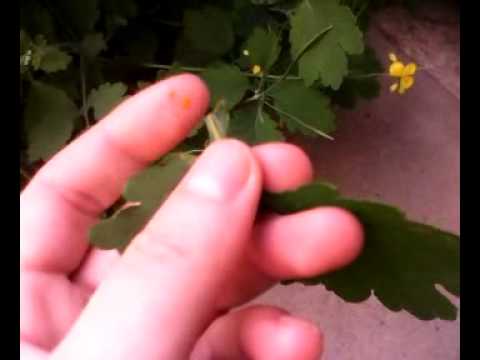 ვიდეო: როგორ მოვიშოროთ ბაღის შლანგი?