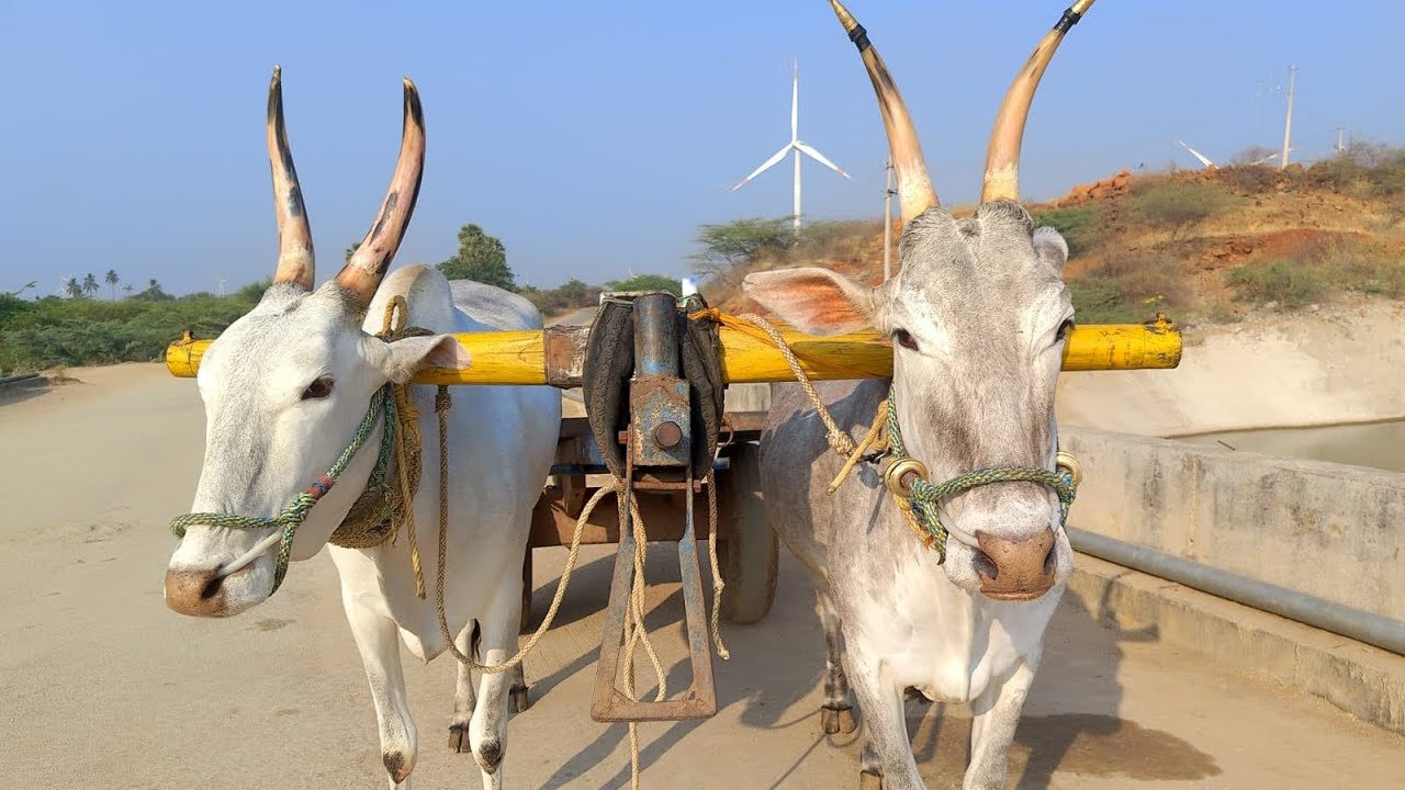 +91 97017 73954 పనికి, పరుగు పందెం కి నమ్మకం కలిగిన ఎద్దులు అమ్మకానికి కలవు 🐂plz subscribe🐂🐂