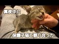 真夜中に 保護子猫と語り合った・・・