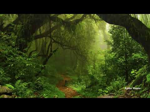 tropikal Yağmur Ormanı Sesleri ( Güzel Bir uyku için )