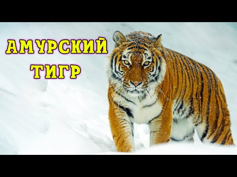 Амурский Тигр. Герой дикой природы.