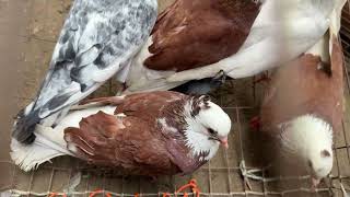 Singair Pigeon Market 26/10/25