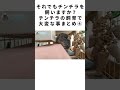 それでもチンチラを飼いますか？チンチラの飼育で大変な事まとめ④ #Shorts