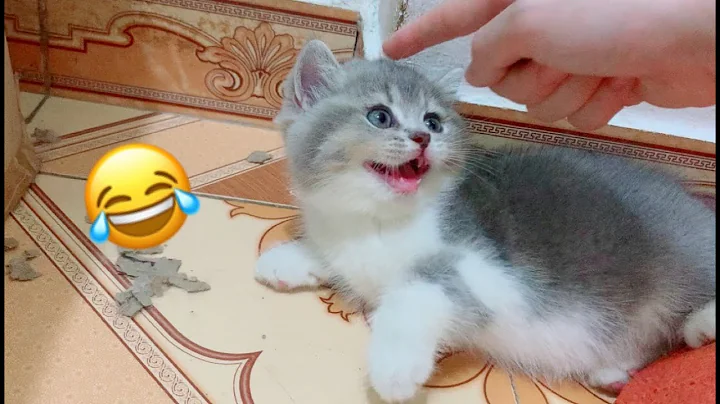 Video 3687031: funny sweet kittens, cat