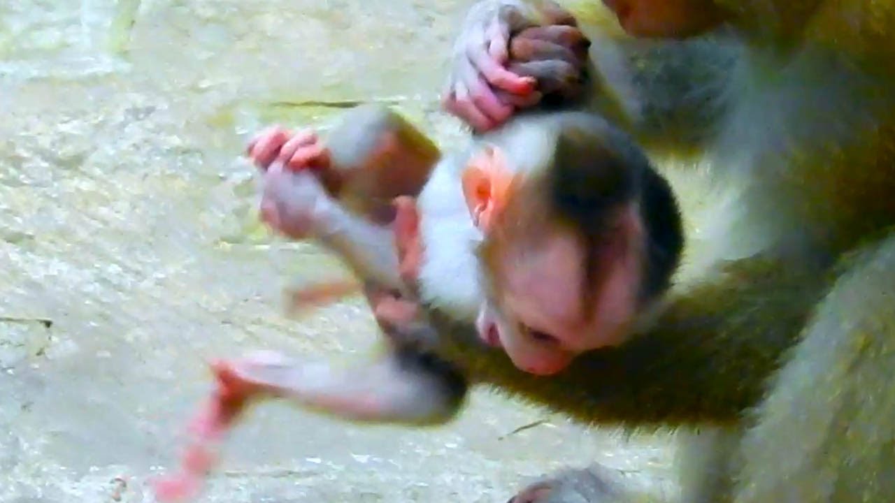 Careless Mom Monkey is So Rough With Her Helpless Newborn Baby!