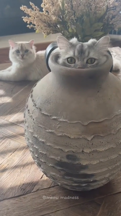 Cats Are Basically Liquid!