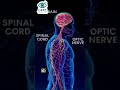 Adrenaline = Superpower Hormone ⚡ Fight or Flight in 55 sec | NEET Biology