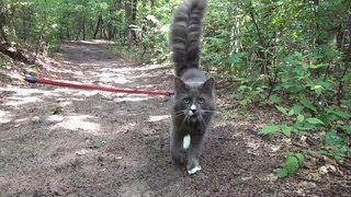 Sunday walk with Benek Norwegian Forest Cat on a leash / Kot na smyczy