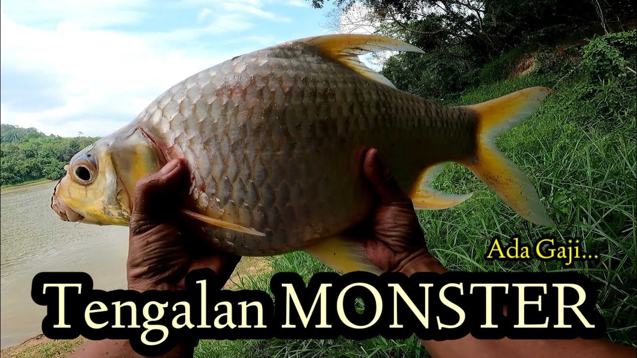 Tenggalan Saiz Idaman❗ Mancing ikan sungai pahang